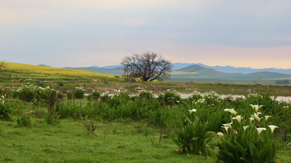 Jakkalsfontein Farm