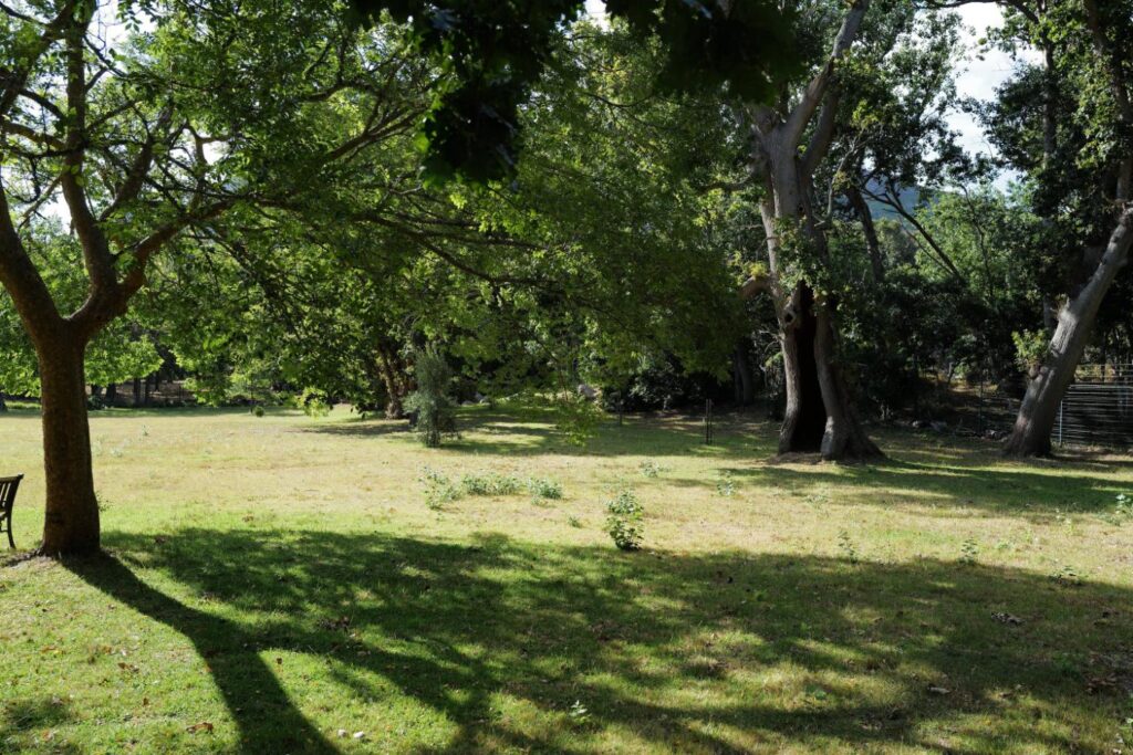 Shady Oaks 5