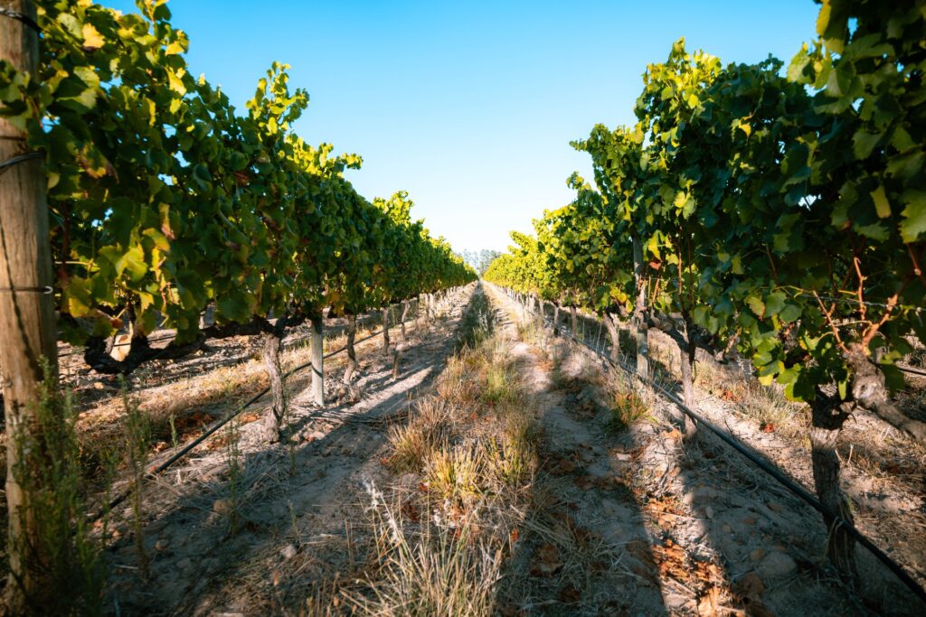 Waterford Estate film location, Stellenbosch | NVD Property